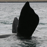 Peninsula Valdes - Whale